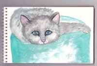 Precious Kitty